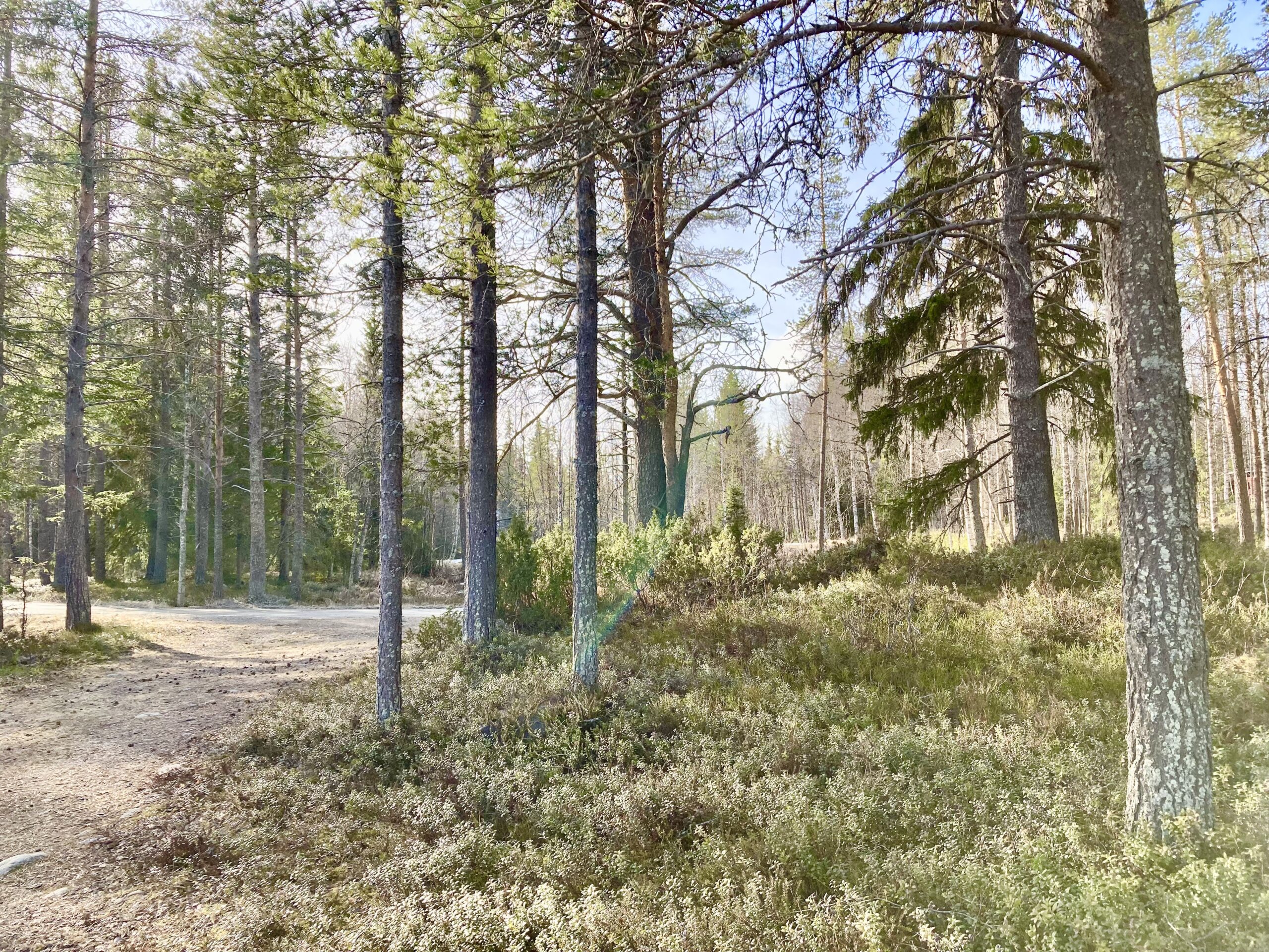 Luontokokemus koostuu merkityksellisistä hetkistä, jotka herättävät aistit